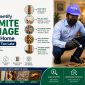 termite damage identification home tuticorin 1 85x85
